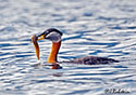 Podiceps grisegena